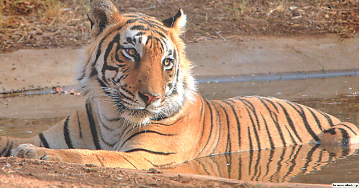 Dead and mutilated corpse of tiger cub found in Ranthambore